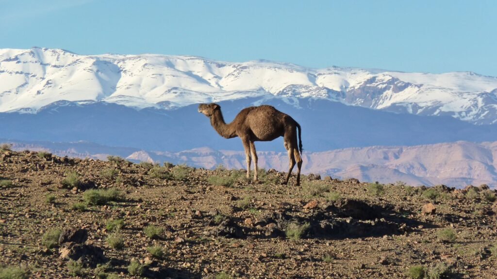 jebel-saghro-trek-in-moroccco-trekking-in-morocco