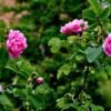 rose-festival-in-morocco