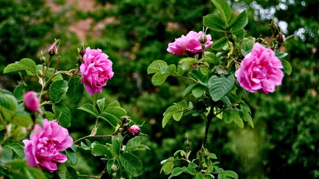 rose-festival-in-morocco